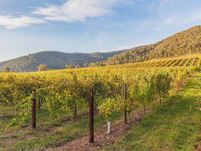 Australian Wine | Henty Wine Region